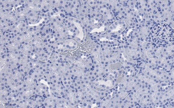 抗CD133抗体 (プロミニン1) 抗体 クローン2F8 ZooMAb&#174;ウサギモノクローナル recombinant, expressed in HEK 293 cells