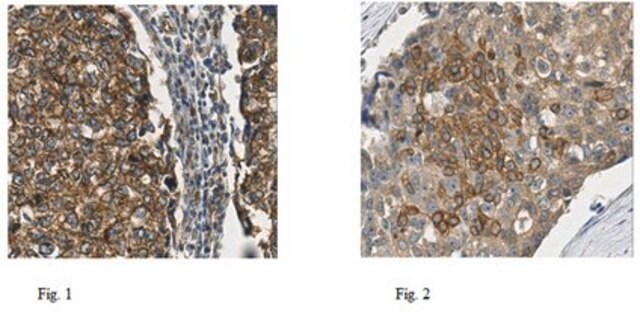 Anti-CDCP1 Antibody from rabbit, purified by affinity chromatography