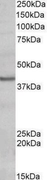 Anti-POU4F3 antibody produced in goat affinity isolated antibody, buffered aqueous solution