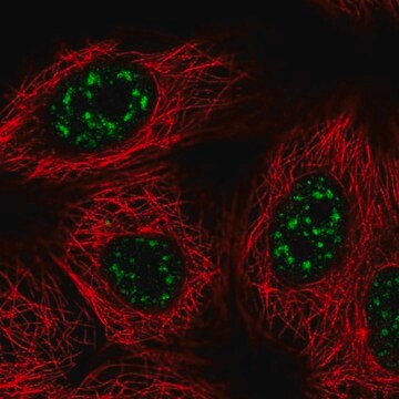 Anti-VAX2 antibody produced in rabbit Prestige Antibodies&#174; Powered by Atlas Antibodies, affinity isolated antibody