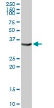 Anti-AKR1C4 antibody produced in rabbit purified immunoglobulin, buffered aqueous solution