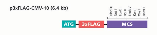 p3XFLAG-CMV&#8482;-10 Expression Vector shuttle vector for transient or stable expression of N-terminal 3xFLAG