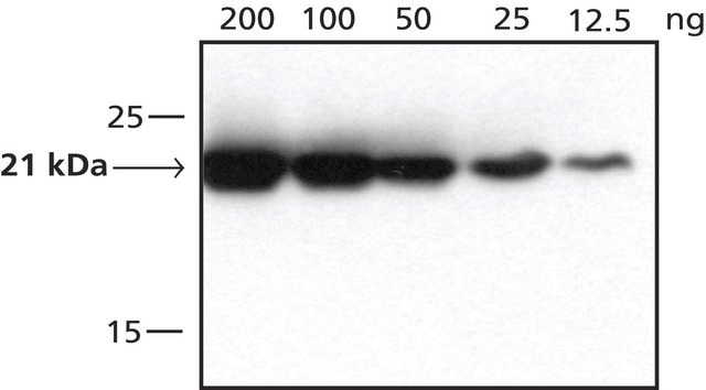 Anti-DHFR, C-terminal antibody produced in rabbit 1.0-1.5&#160;mg/mL, affinity isolated antibody, buffered aqueous solution