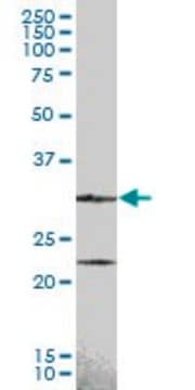 Anti-CCND2 antibody produced in mouse purified immunoglobulin, buffered aqueous solution