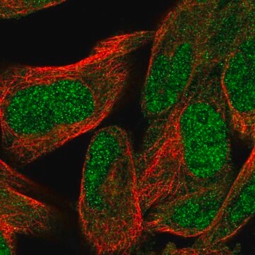 Anti-WDR26 antibody produced in rabbit Prestige Antibodies&#174; Powered by Atlas Antibodies, affinity isolated antibody