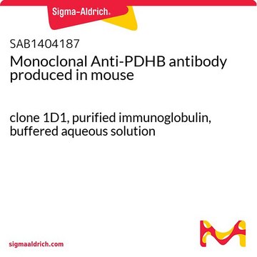 Monoclonal Anti-PDHB antibody produced in mouse clone 1D1, purified immunoglobulin, buffered aqueous solution