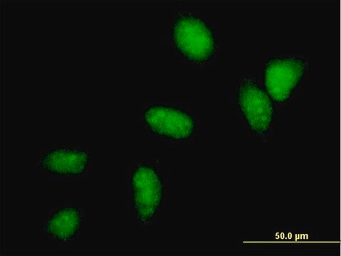 Monoclonal Anti-UBE2C antibody produced in mouse clone 3B1, purified immunoglobulin, buffered aqueous solution