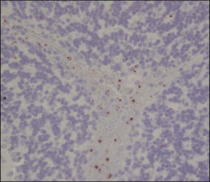 Przeciwciało anty-Neurotensyna/NTS, mysie monoklonalne clone NTS-11, purified from hybridoma cell culture