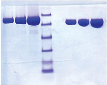 Lactoferrin from human milk &#8805;95% (SDS-PAGE)