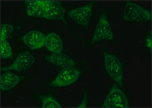 抗荧光素酶 兔抗 IgG fraction of antiserum, buffered aqueous solution