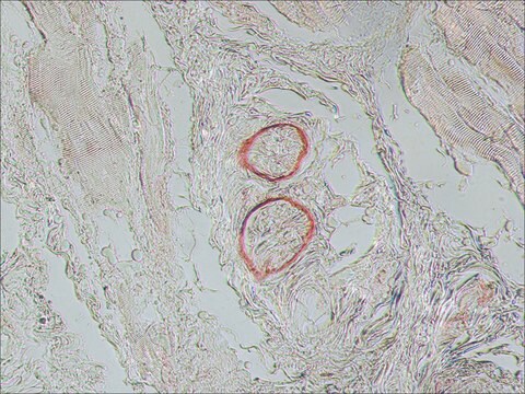 モノクローナル抗神経成長因子受容体（NGFR p75） マウス宿主抗体 clone ME20.4, ascites fluid