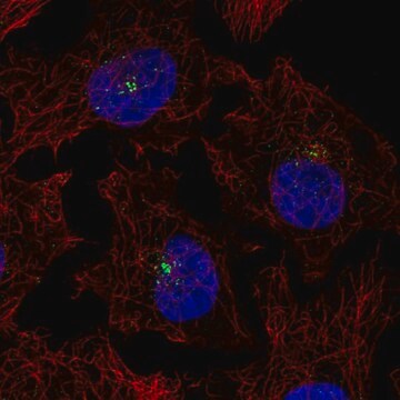 Anti-PRKCQ antibody produced in rabbit Prestige Antibodies&#174; Powered by Atlas Antibodies, affinity isolated antibody