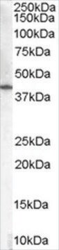 Anti-HSD3B1 antibody produced in goat affinity isolated antibody, buffered aqueous solution