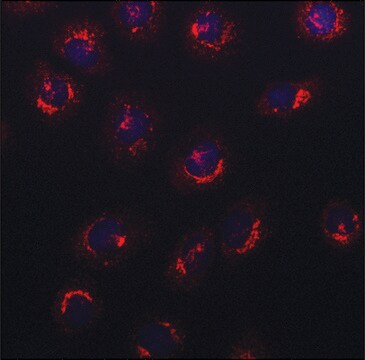 Anti-NUCB2 (N-terminal) antibody produced in rabbit ~1.5&#160;mg/mL, affinity isolated antibody, buffered aqueous solution