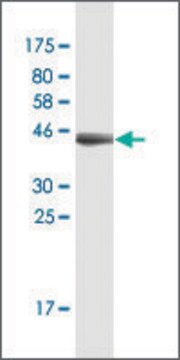 Monoclonal Anti-FDX1, (C-terminal) antibody produced in mouse clone 1G9, purified immunoglobulin, buffered aqueous solution