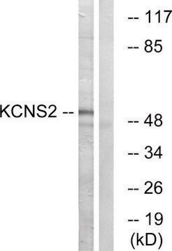 Anti-KCNS2 antibody produced in rabbit affinity isolated antibody