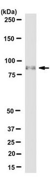 Anticorps anti-HMG-CoA réductase, clone&nbsp;IgG-A9 clone IgG-A9, from mouse