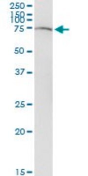 Monoclonal Anti-SLC22A12 antibody produced in mouse clone 2B5, purified immunoglobulin, buffered aqueous solution