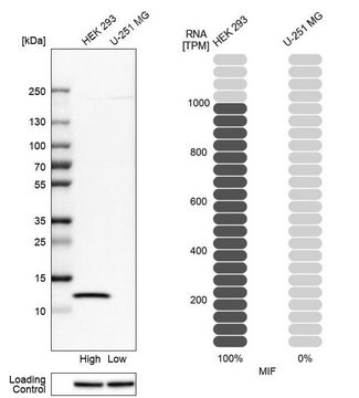 抗-MIF 兔抗 Prestige Antibodies&#174; Powered by Atlas Antibodies, affinity isolated antibody, buffered aqueous glycerol solution