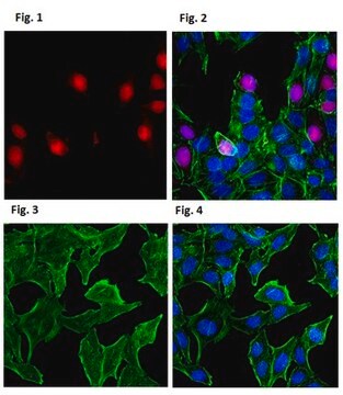 Anti-Angiogenin Antibody, clone 26&#8211;2F (Azide Free) clone 26-2F, from mouse