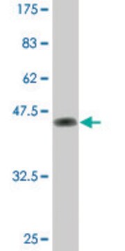 Monoclonal Anti-DUSP3 antibody produced in mouse clone 5B7, ascites fluid