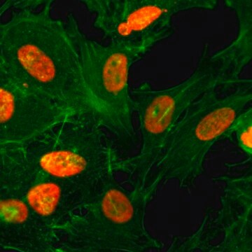 Anti-Acetyl-Histone H3 (Lys36) antibody, Rabbit monoclonal recombinant, expressed in HEK 293 cells, clone RM154, purified immunoglobulin