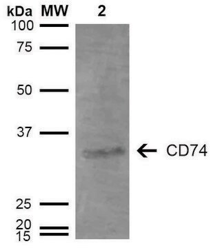 Monoclonal Anti-CD74-Atto 488 antibody produced in mouse clone 3D7