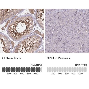 Anty-GPX4 Prestige Antibodies&#174; Powered by Atlas Antibodies, affinity isolated antibody