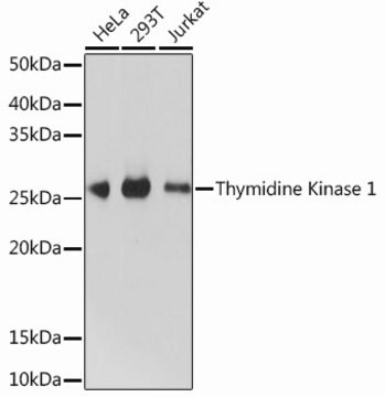 Anti-Thymidine Kinase 1 Antibody, clone 0V8O2, Rabbit Monoclonal