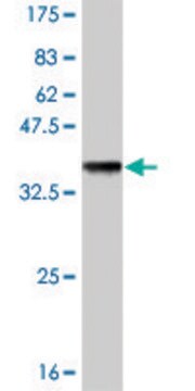 Monoclonal Anti-GLRA1 antibody produced in mouse clone 2E6, purified immunoglobulin, buffered aqueous solution