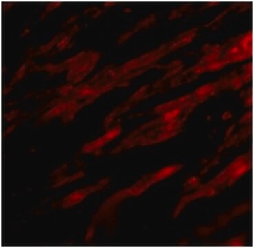 Anticorps anti-PDL-1 from rabbit, purified by affinity chromatography