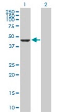 Anti-CPA2 antibody produced in rabbit purified immunoglobulin, buffered aqueous solution