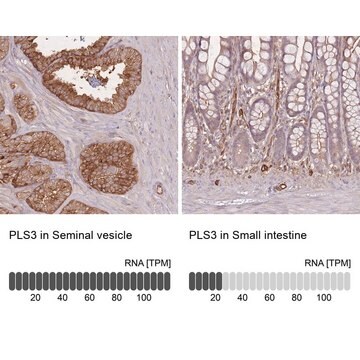 Anti-PLS3 antibody produced in rabbit Prestige Antibodies&#174; Powered by Atlas Antibodies, affinity isolated antibody, buffered aqueous glycerol solution