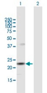 Anti-SNX12 antibody produced in mouse purified immunoglobulin, buffered aqueous solution