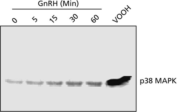 Anti-p38 MAP Kinase, Activated (Diphosphorylated p38) antibody, Mouse monoclonal clone P38-TY, purified from hybridoma cell culture, buffered aqueous solution