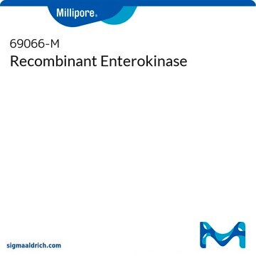 Recombinant Enterokinase