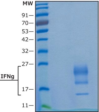 インターフェロン-&#947; ヒト IFN-gamma, recombinant, expressed in HEK 293 cells, suitable for cell culture, endotoxin tested