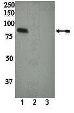 Anti-phospho-PKC&#948; (Ser664) Antibody Upstate&#174;, from rabbit