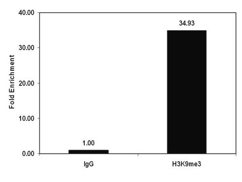 ChIPAb+ Trimethyl-Histone H3 (Lys9) - przeciwciało i zestaw primerów zweryfikowane pod kątem ChIP from rabbit