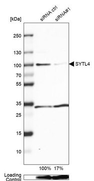 Anti-SYTL4 antibody produced in rabbit Prestige Antibodies&#174; Powered by Atlas Antibodies, affinity isolated antibody, buffered aqueous glycerol solution