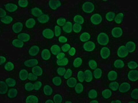 抗人 IgG（Fab 特异性）&#8722;FITC 山羊抗 affinity isolated antibody, buffered aqueous solution