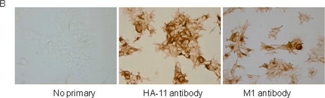 抗ムスカリン性アセチルコリンレセプター (M1) ウサギ宿主抗体 affinity isolated antibody, lyophilized powder