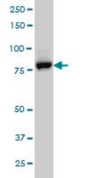 Monoclonal Anti-EPS8L2 antibody produced in mouse clone 6C2, purified immunoglobulin, buffered aqueous solution