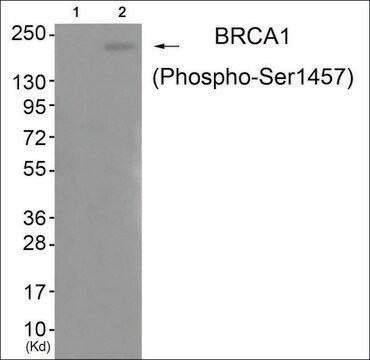 Anti-phospho-BRCA1 (pSer1457) antibody produced in rabbit affinity isolated antibody