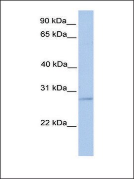 Anti-ORAI2 antibody produced in rabbit affinity isolated antibody