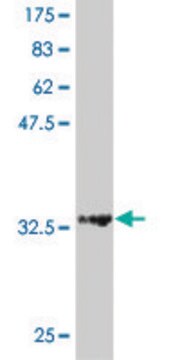 ANTI-HD antibody produced in mouse clone 1H6, purified immunoglobulin, buffered aqueous solution