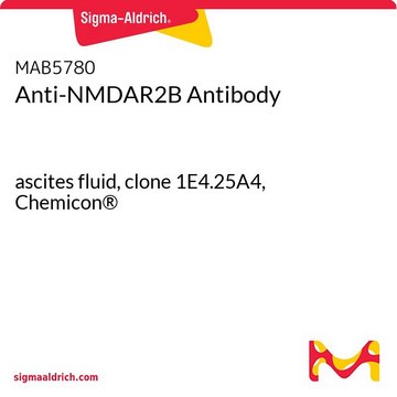 Anti-NMDAR2B Antibody ascites fluid, clone 1E4.25A4, Chemicon&#174;