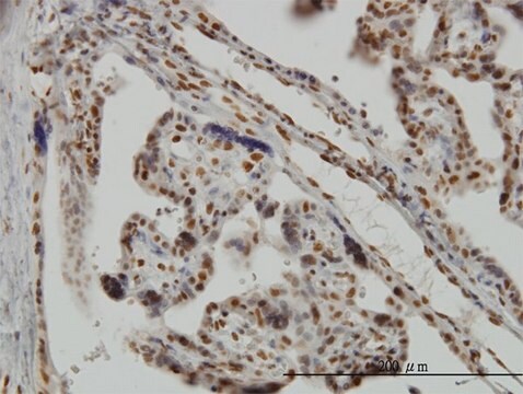 Monoclonal Anti-MSI1, (N-terminal) antibody produced in mouse clone 3F2, purified immunoglobulin, buffered aqueous solution