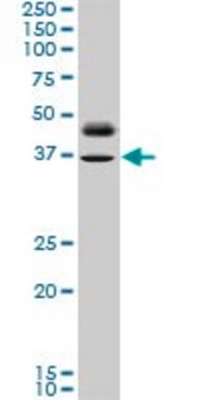 ANTI-PAX8 antibody produced in mouse clone 3G11, purified immunoglobulin, buffered aqueous solution