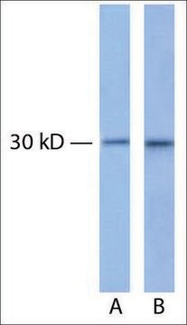 Anti-CDK4 (AB1) antibody produced in rabbit IgG fraction of antiserum